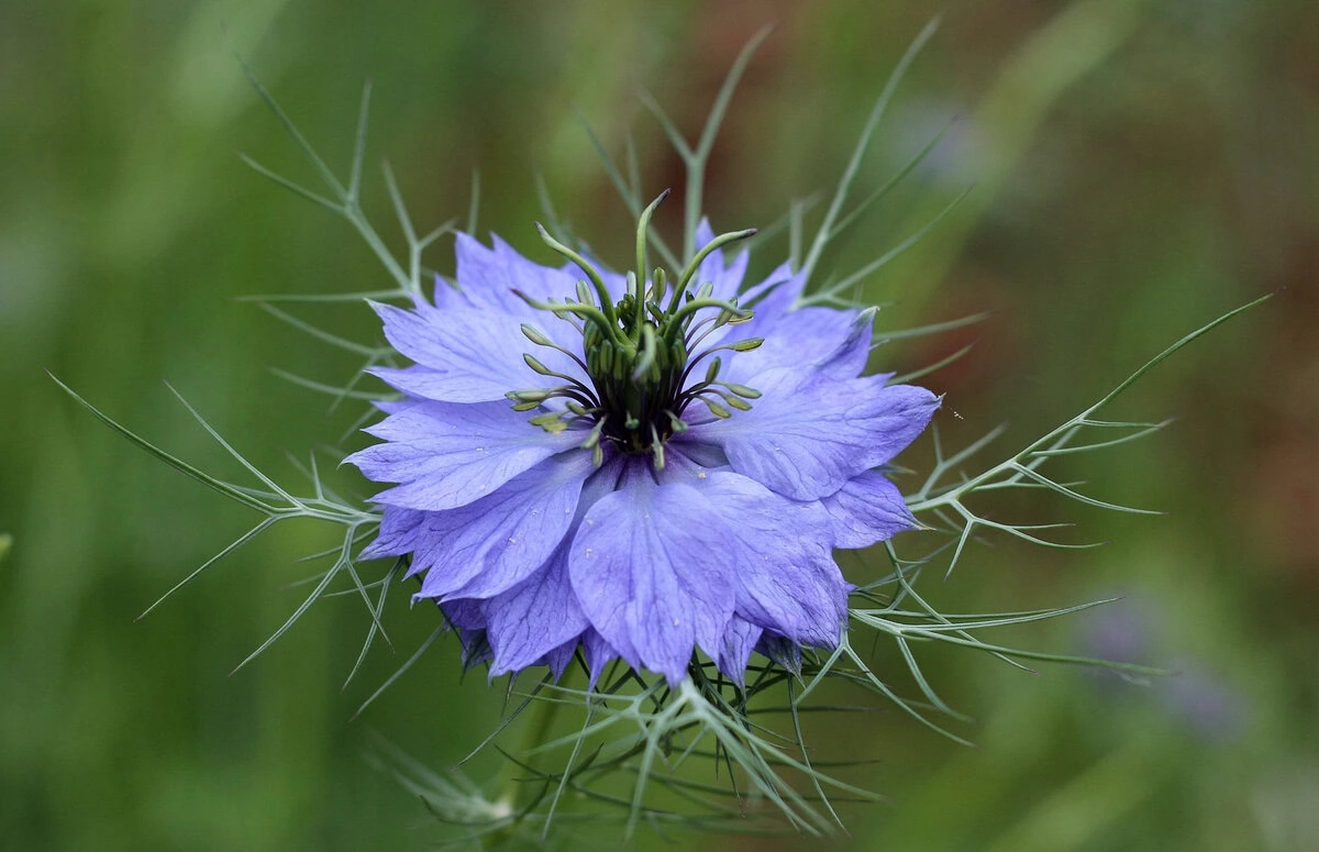 Jungfer im Grünen "Miss Jekyll Dark Blue" (Nigella damascena)
