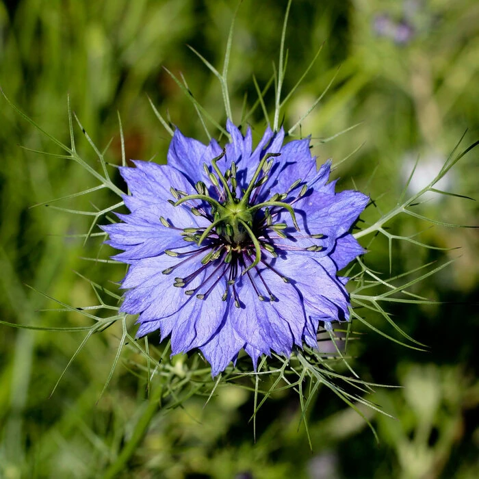 Samentütchen Jungfer im Grünen "Miss Jekyll Dark Blue"