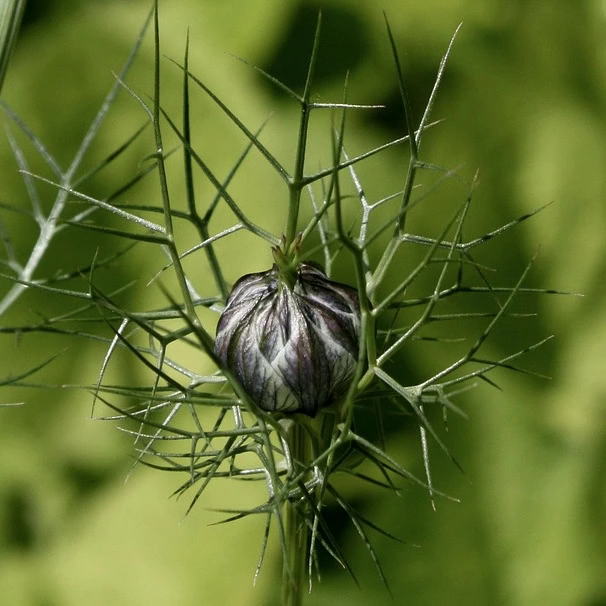 Knospe der Jungfer im Grünen Miss Jekyll Dark Blue