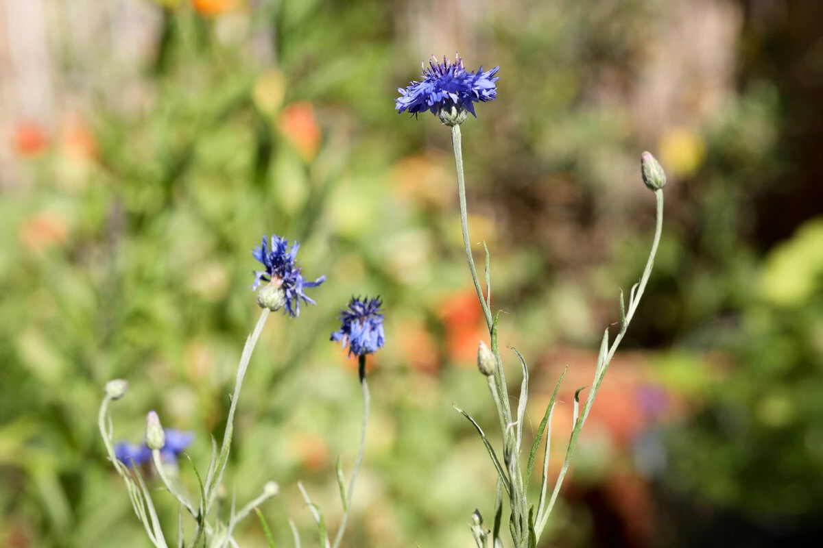Blüten der blauen Kornblume