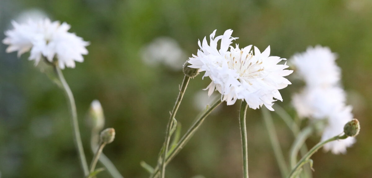 Blüten und Knospen der weißen Kornblume