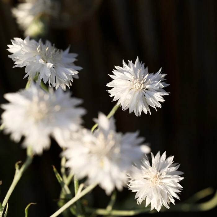 Weiße Kornblume Blüten Centaurea cyanus