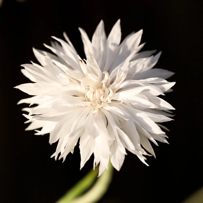 Weiße Kornblume im Samen-Set von heylittlegreen
