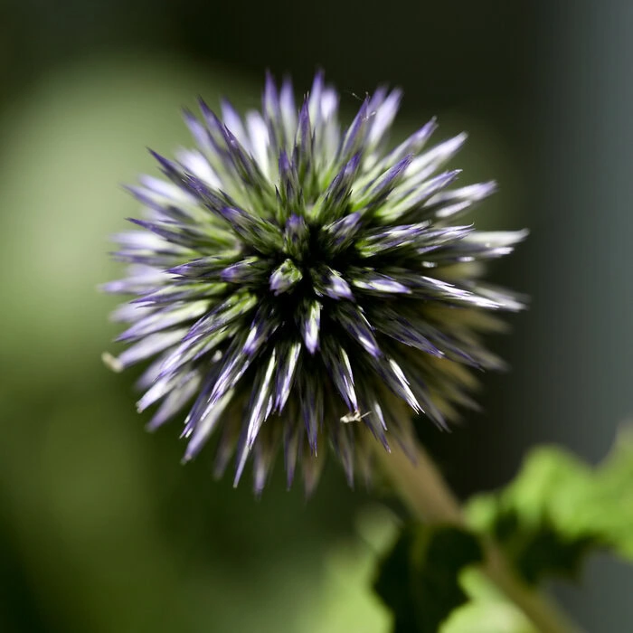 Kugeldistel Blüte in Blauviolett