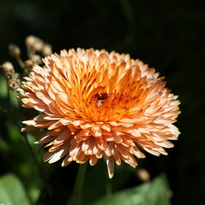 Samentütchen Ringelblume "Orange Flash"