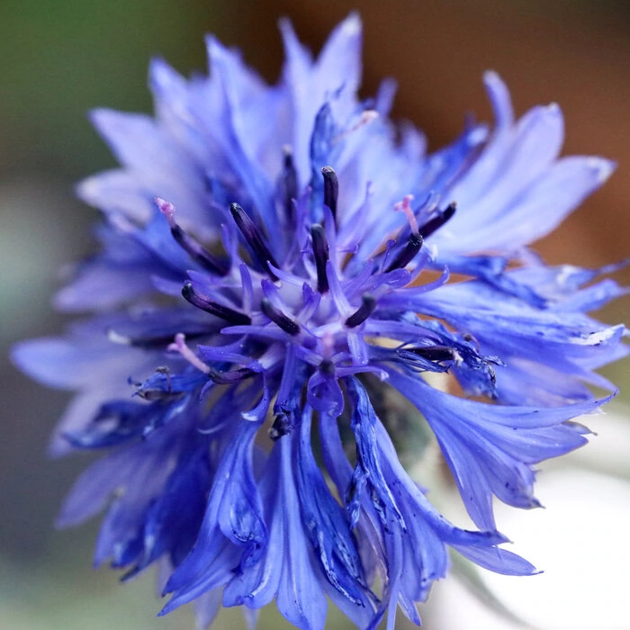 Kornblume Blaue gefüllte Blüten