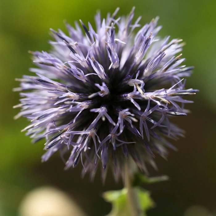 Kugeldistel Veitchs Blue Echinops ritro Saatgut
