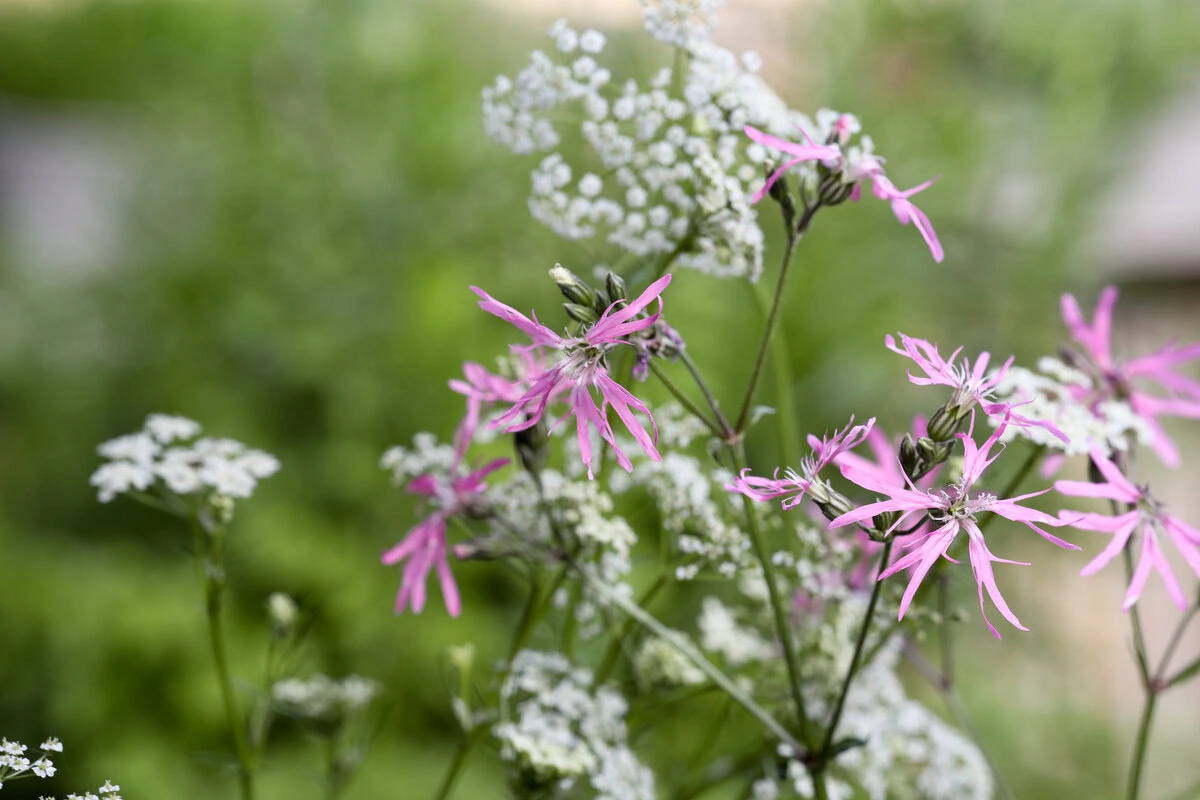Blüten von Kuckucks-Lichtnelke und Wiesenkümmel