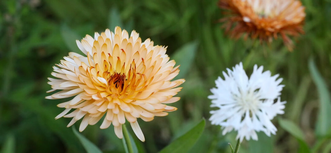 Blüten der Wilden Malve