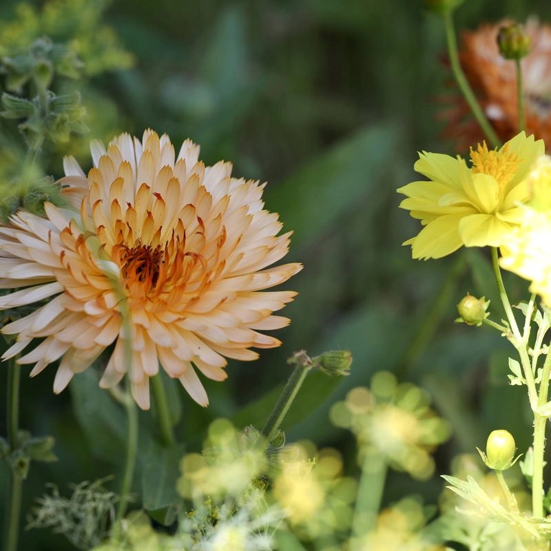 Blüten der Ringelblume "Orange Flash", Dill und Schmuckkörbchen "Crest Lemon"