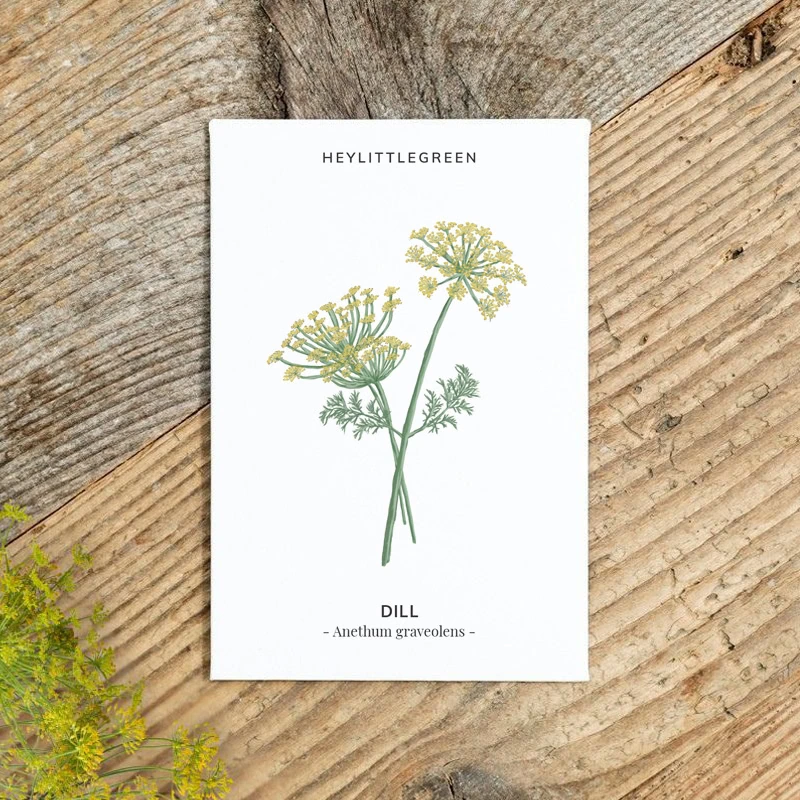 Samentütchen Dill – Bild 2