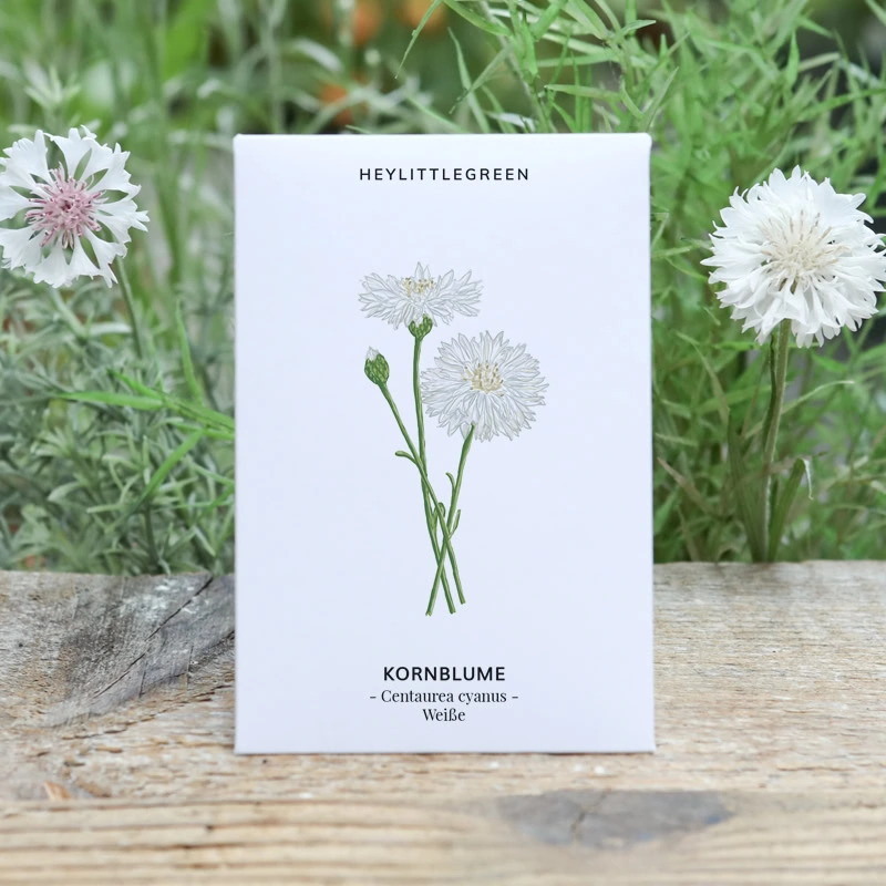 Samentütchen Kornblume Weiße Centrauea Cyanus