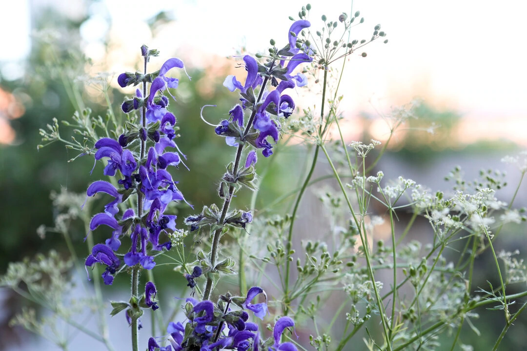Blüten von Wiesensalbei und Wiesenkümmel