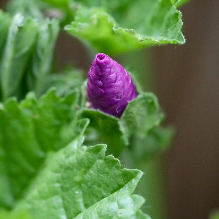 Knospe der Wilden Malve Malva sylvestris, Samentuetchen von heylittlegreen