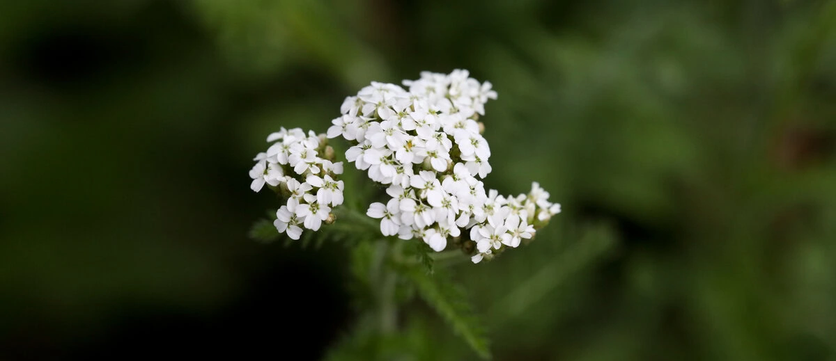 Blüten der Schafgarbe