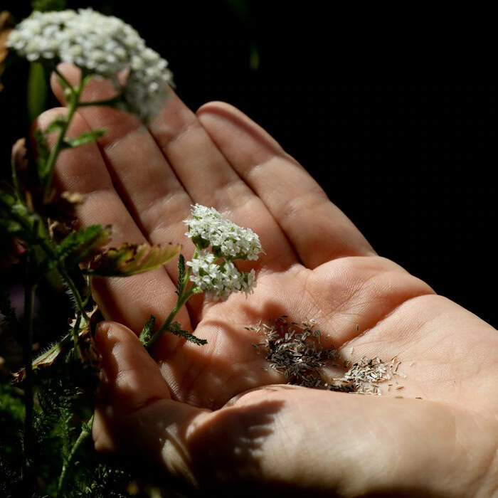 Saatgut Achillea millefolium Schafgarbe