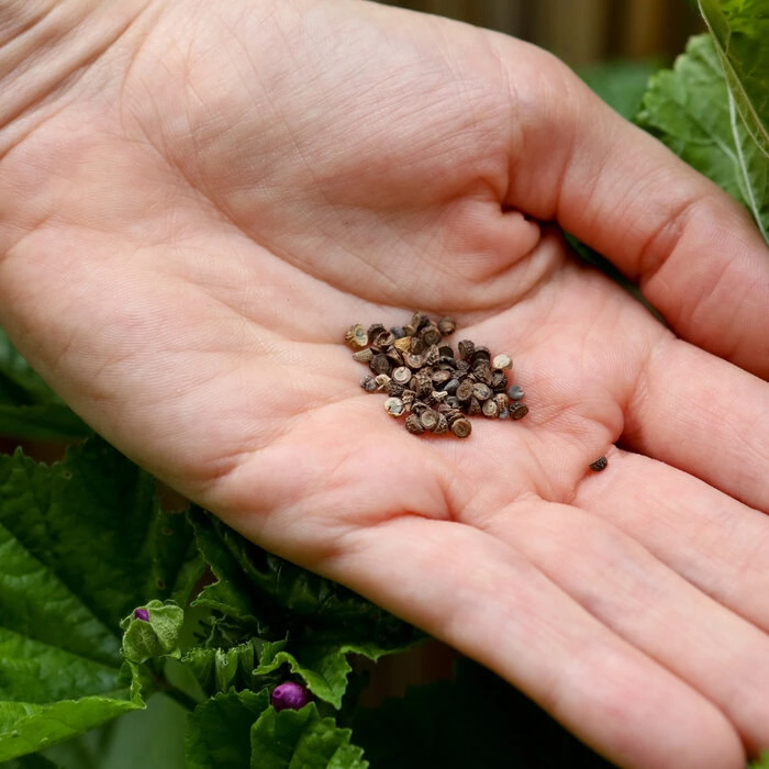 Wilde Malve Samen im Saattütchen von heylittlegreen, Malva sylvestris