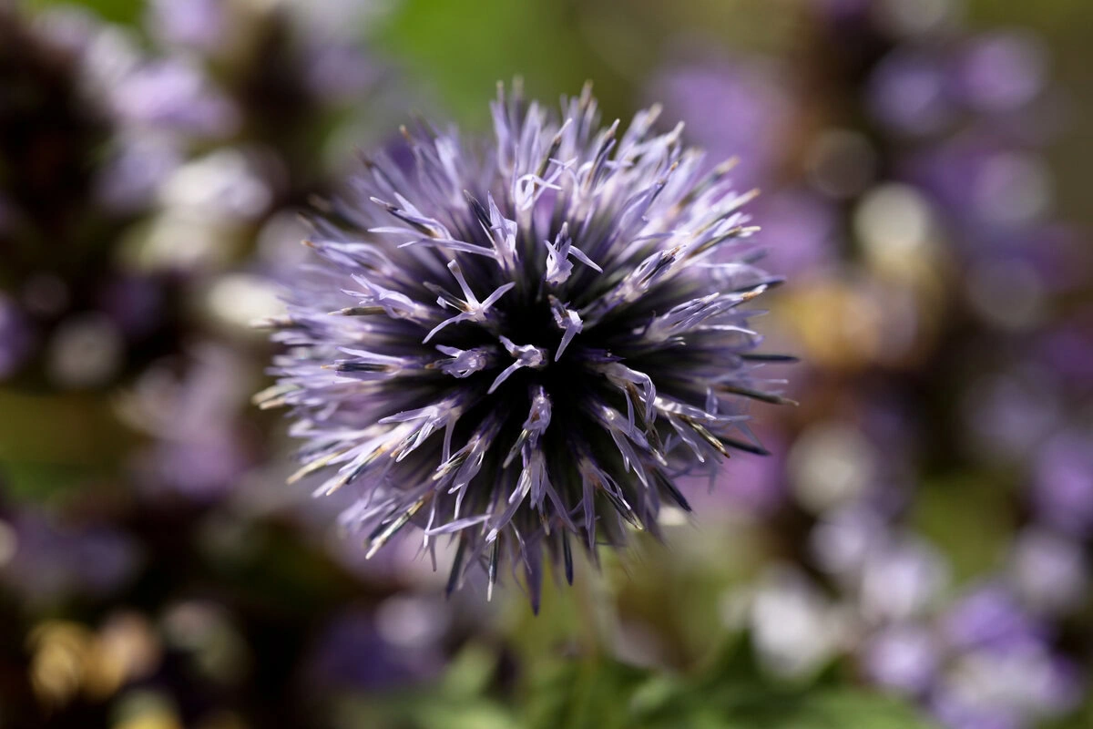 Blüten der blauen Kugeldistel Veitch's Blue