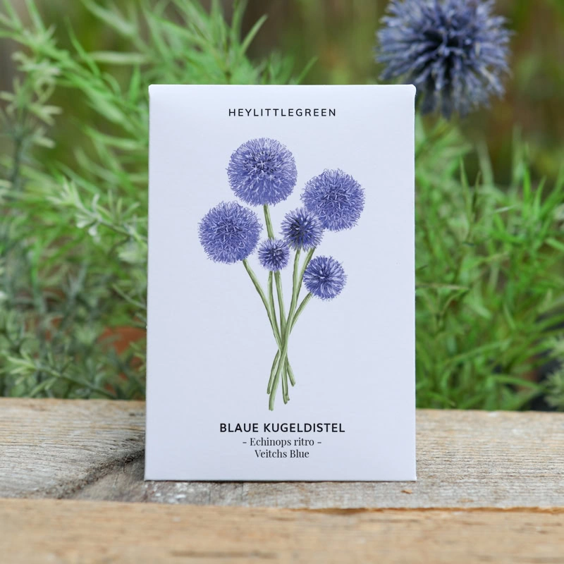 Samentütchen Blaue Kugeldistel "Veitchs Blue" – Bild 2
